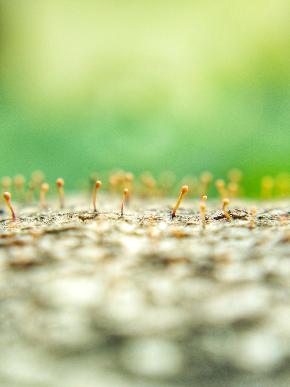 mushrooms growing on tree bark